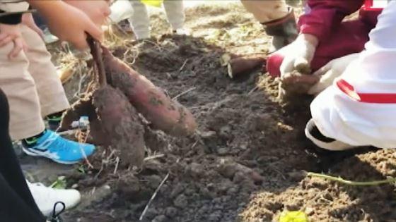 畑から芋を掘り出している写真