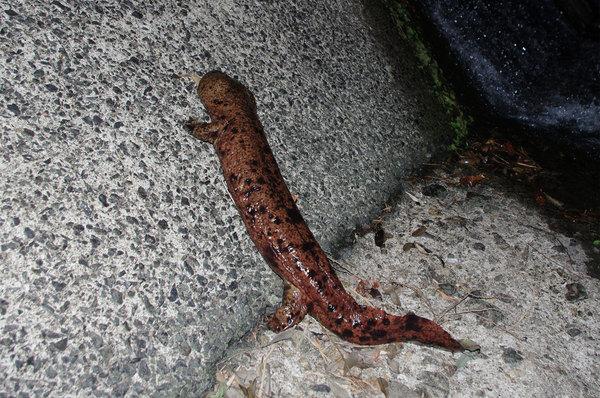 石に張り付いているオオサンショウウオの写真