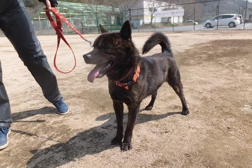 毛の短い甲斐犬がリードにつながれ、舌をベロンと出している写真