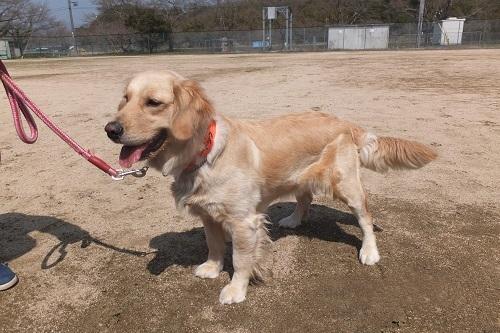リードにつながれた毛の長いゴールデンレトリバーの写真