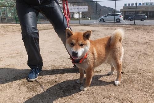 リードにつながれた毛の短い柴犬が精悍な顔つきで正面を向いて映っている写真
