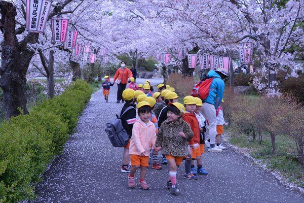 黄色の帽子を被った園児たちが桜並木の下を楽しそうに歩いている写真