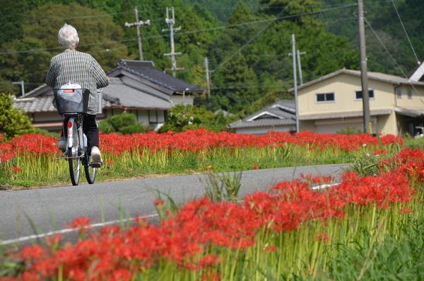 家が立ち並び、沿道の脇には赤い花が咲き誇り、その沿道を自転車に乗った方が通っている写真