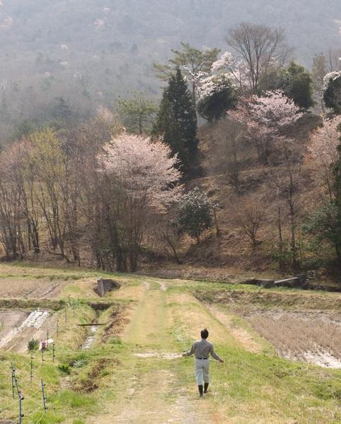 正面には白やピンク、黄色の木々が咲き、畑のあぜ道を歩いている男性が写っている写真