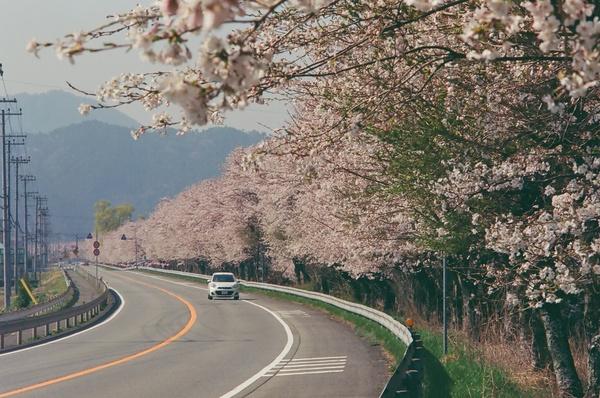 道路の右端に桜の花がぎっしりと咲いており、道路を白い車が通っている写真