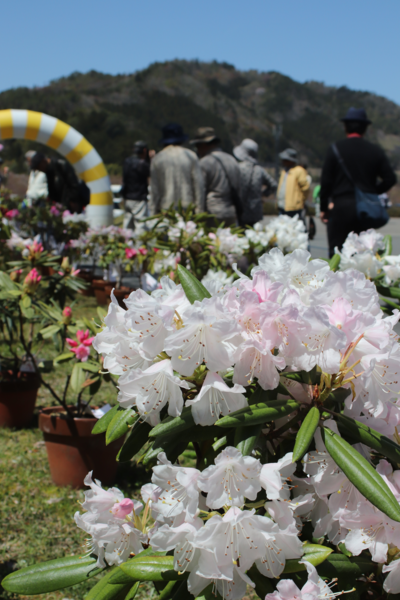 白と薄ピンクのシャクナゲの花がアップで写っている