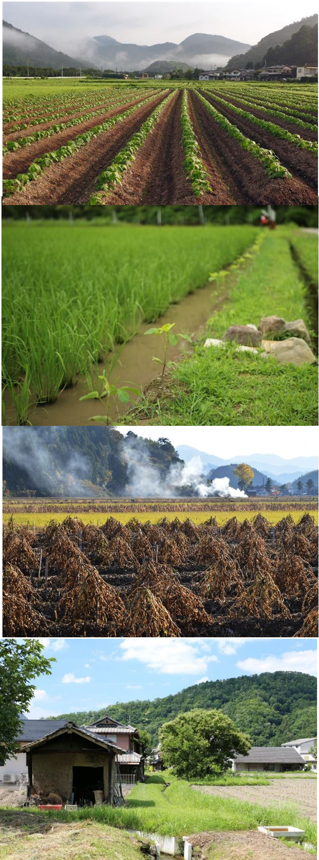 日本農業遺産に登録する風景の写真、高畝栽培、畦畔栽培（畦豆）、黒豆栽培、灰小屋と土水路