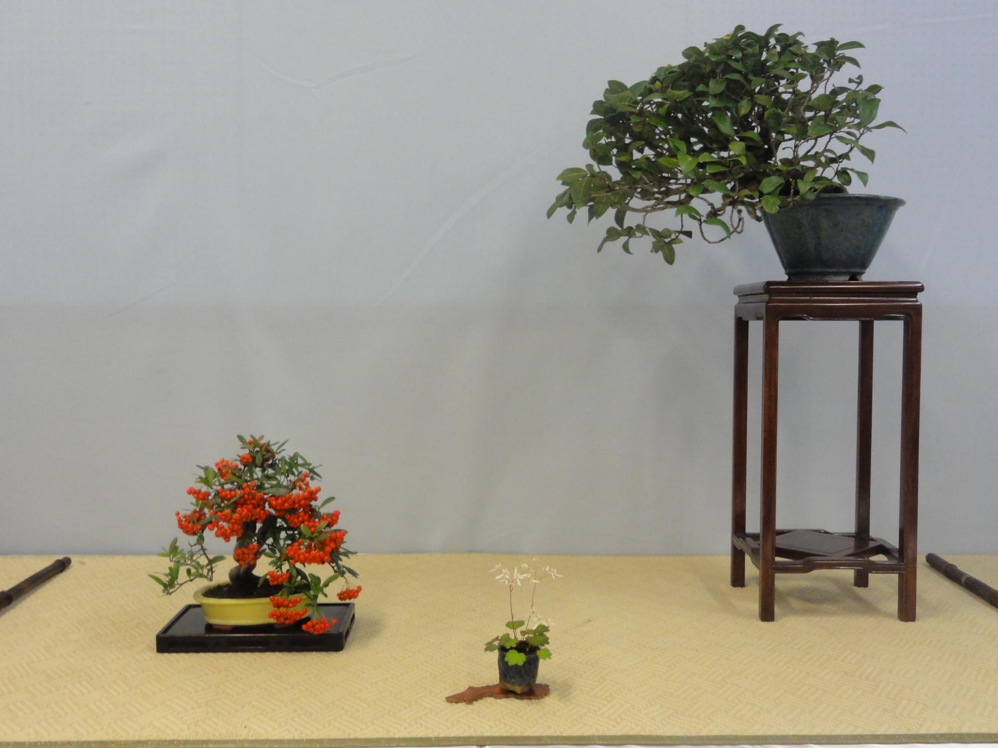 盆栽の作品。赤い実がなった木と、サイドテーブルと手前に山野草が飾ってある。