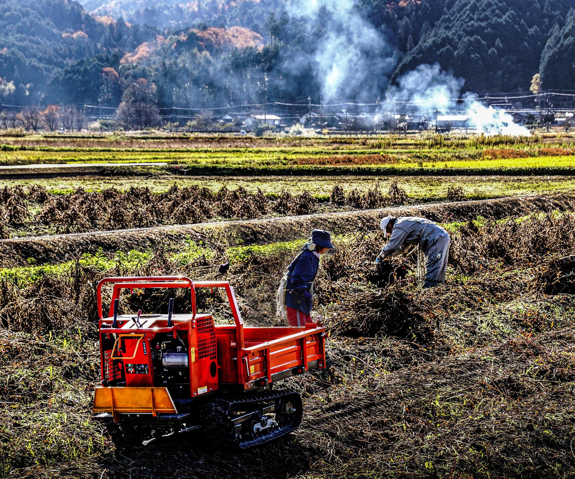 黒豆を収穫している農家の方二人、手前に機械が置いてある