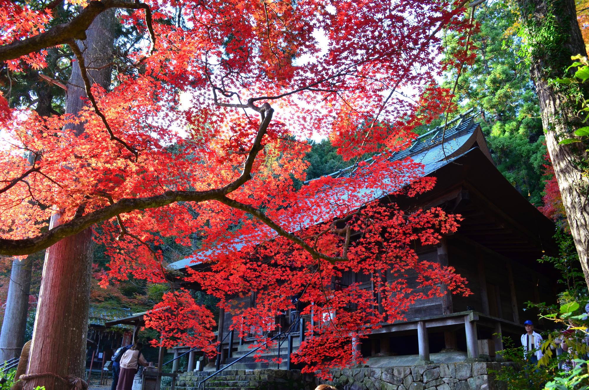 お寺の境内には真っ赤な紅葉。参拝客の姿もある。