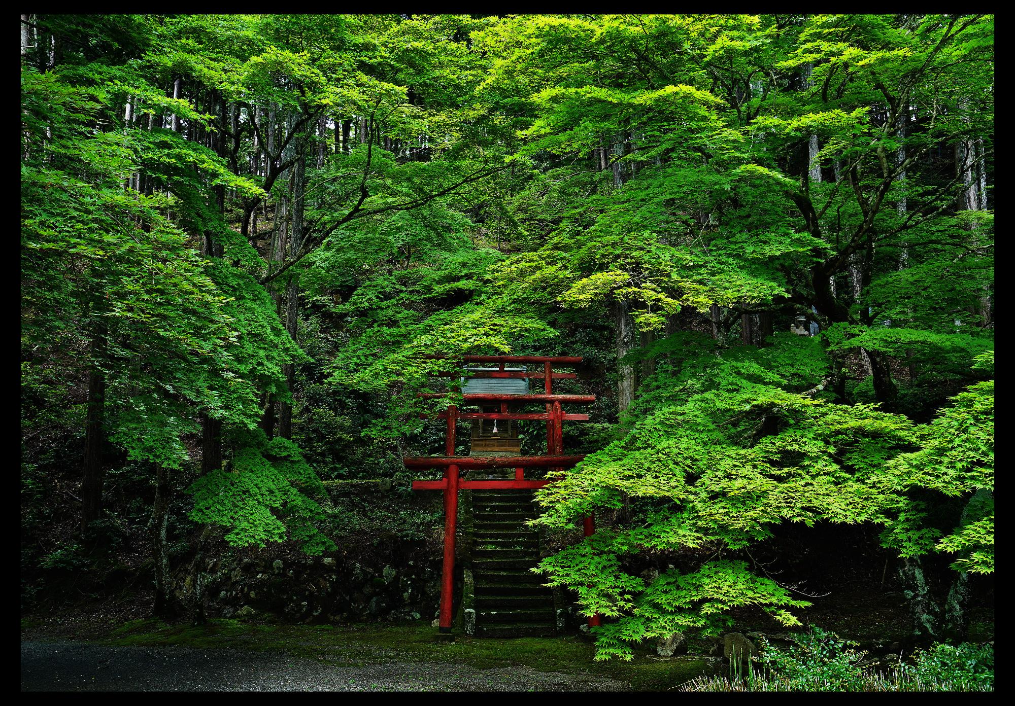 寺の鳥居を覆うように緑色の紅葉の葉が生い茂っている