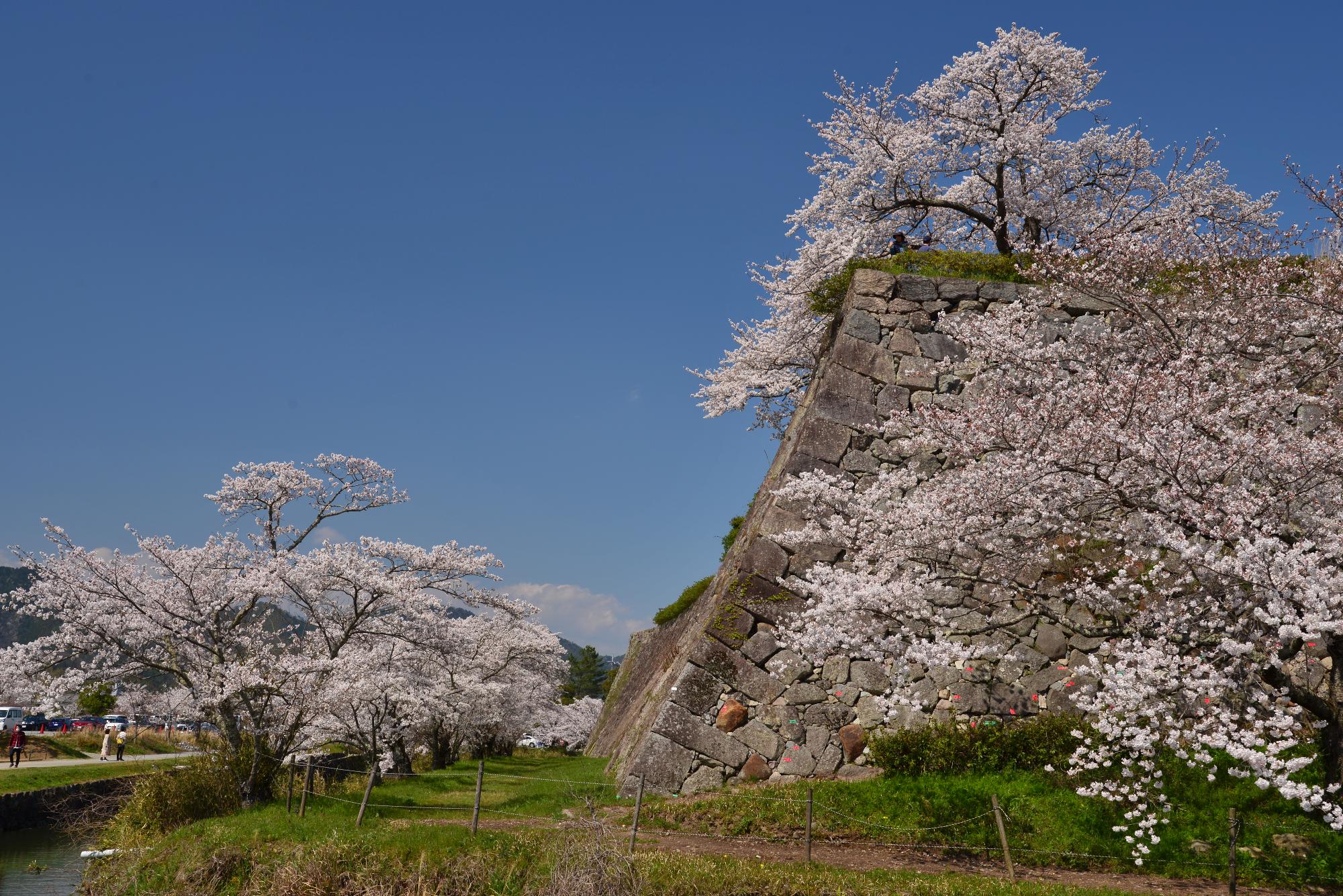 大書院のお堀の桜が満開に咲いている。雲一つない晴天。