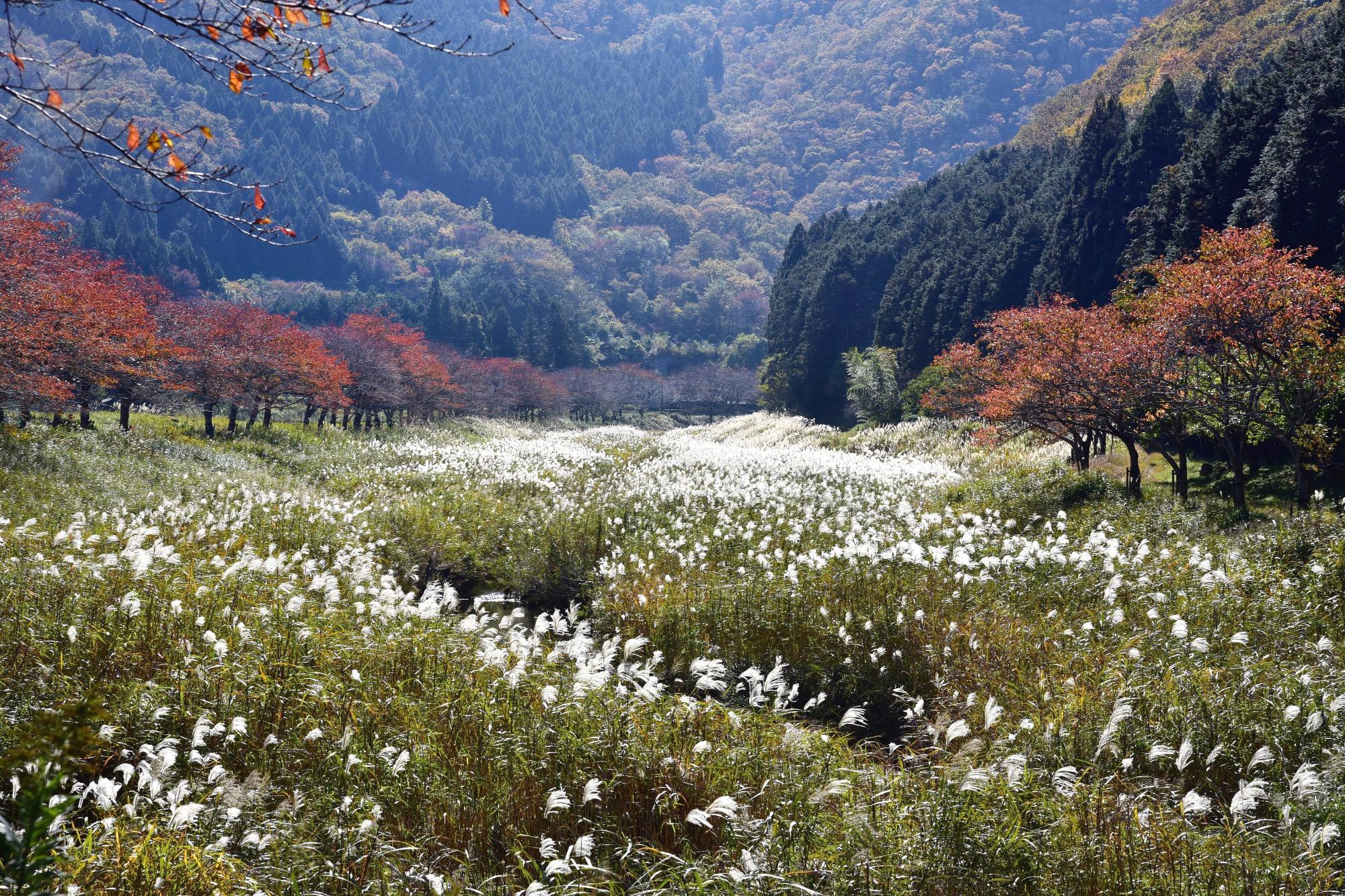 土手いっぱいにススキが生えており、山は紅葉している。