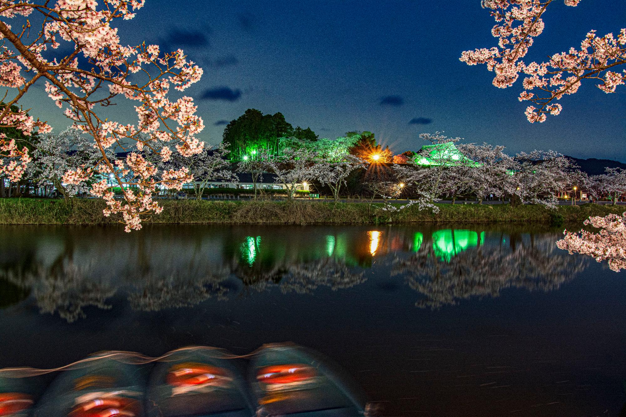 夜に北堀からライトアップされている桜と大書院。