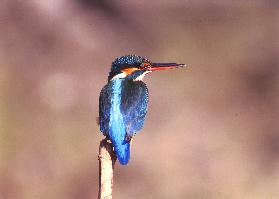 木の枝にカワセミがとまっている。きれいな青色の羽が見えている。