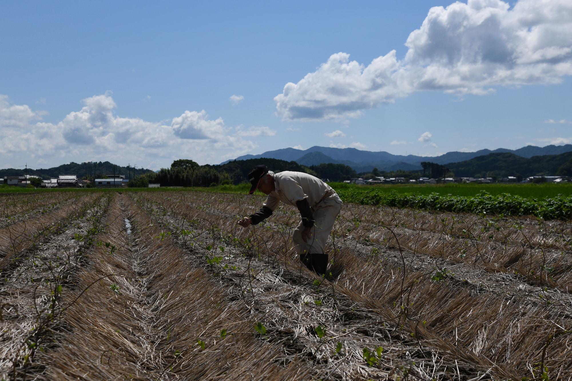 広大な畑で、黒枝豆の世話をしている男性の写真。