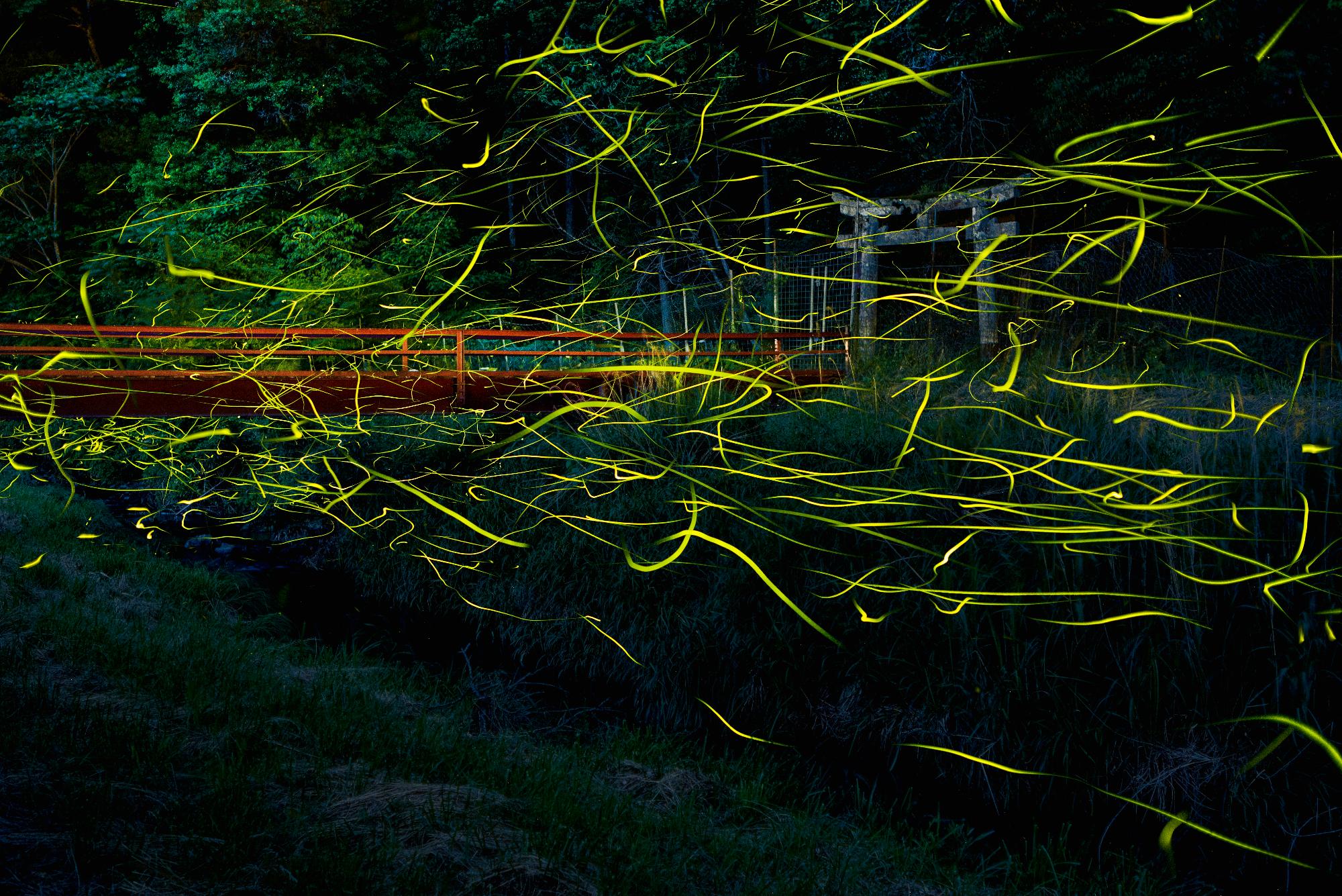 橋のまわりにホタルが飛び交っている写真