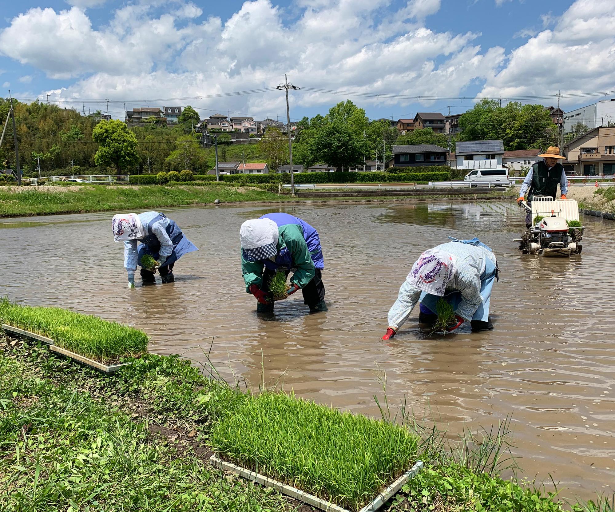3人の女性が手でお米の苗を植えている写真