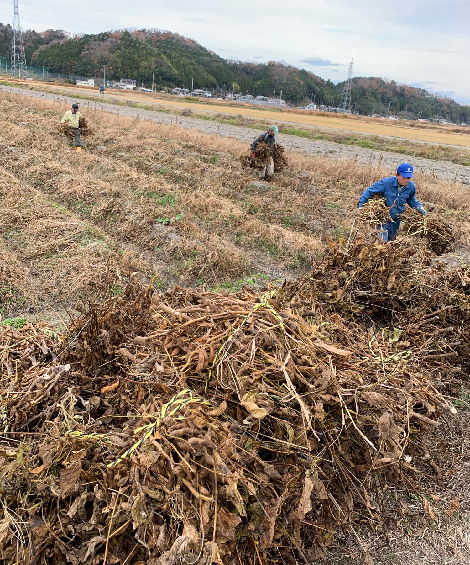 男性3人が黒豆を束にして運んでいる。手前には収穫された黒豆が山積みになっている写真