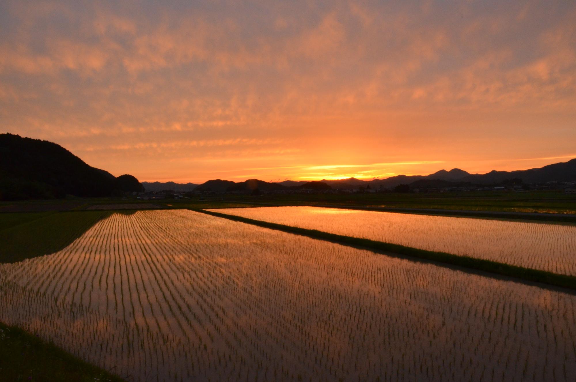 稲が育っている田んぼに夕日が沈んでいる写真。