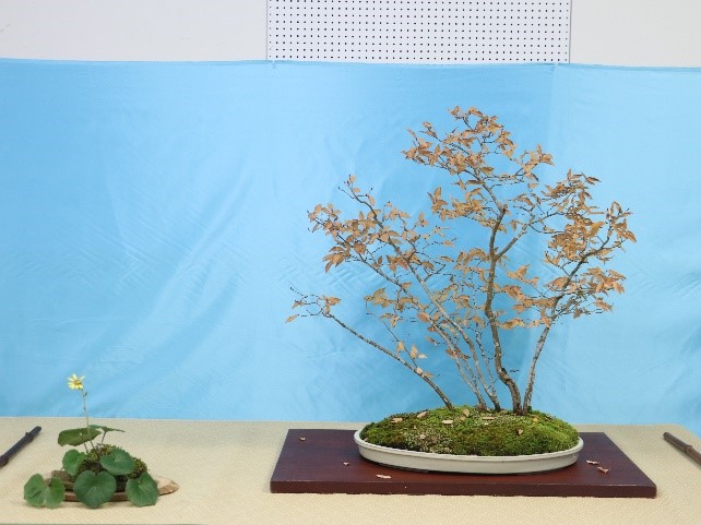 紅葉した枝をつかった盆栽の作品