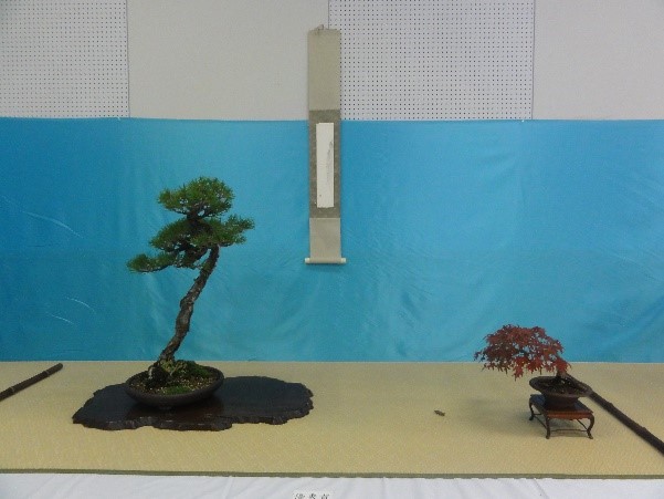 松の木と紅葉の枝の盆栽の作品