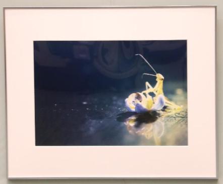 花びらにしずくがかかっている写真