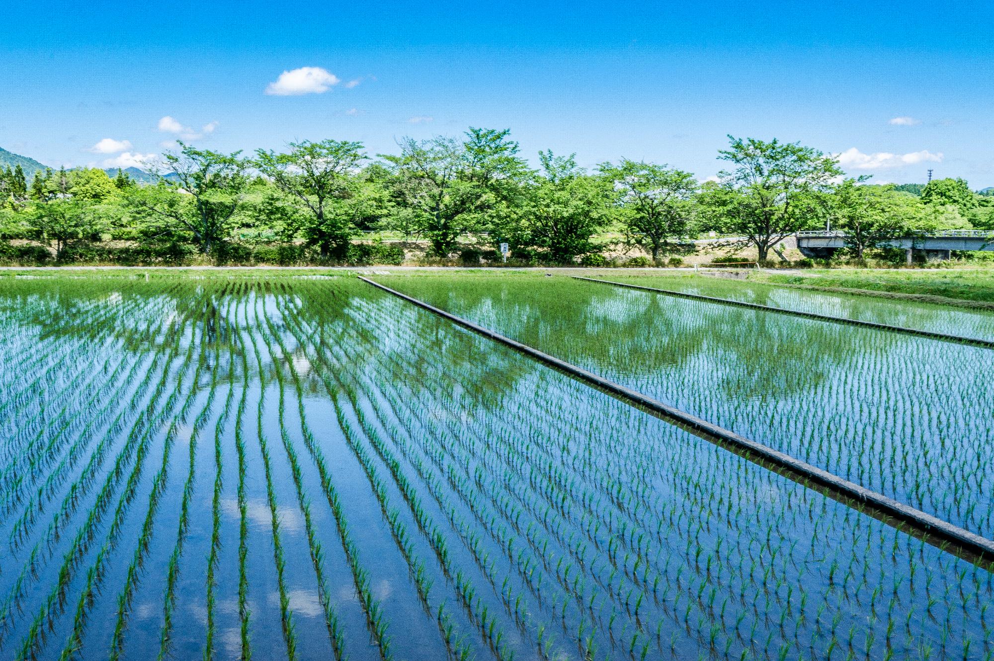 稲を植えた田んぼに青空が写っている写真