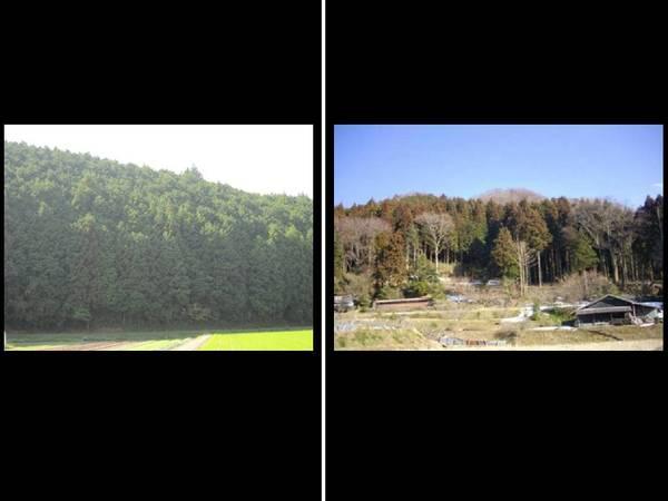 手の入らない人工林の間伐の写真