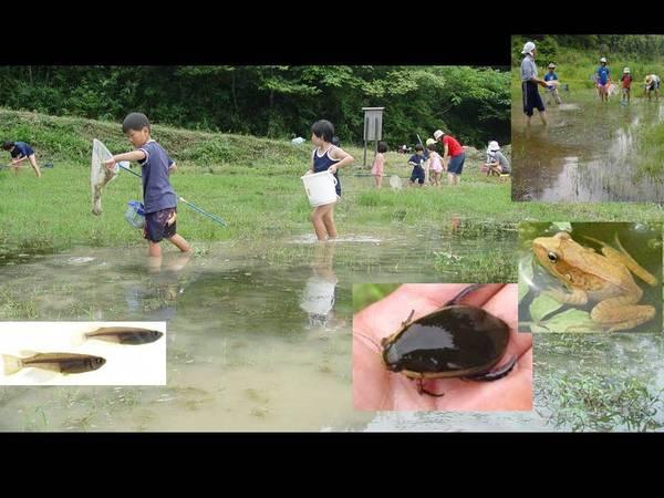 大自然に水を張り、メダカやカエルがいて子供達が生物を手に取る写真