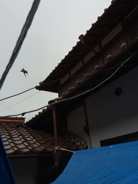 右側に家の屋根があり、左の空から燕が家の中にある巣に帰ろうと飛んでいる写真