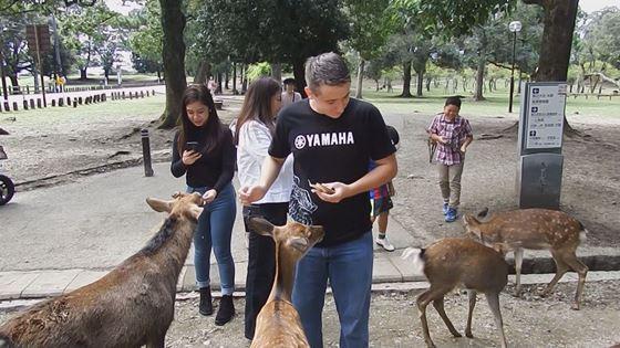 外国人留学生がカメラを片手に公園にいる鹿へ餌やりをしている映像写真
