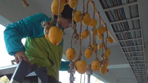 脚立に乗りながら女性が軒下に吊るし柿を干している映像写真