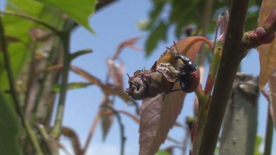 木の葉の部分にオトシブミが葉っぱのゆりかごを作成している映像写真