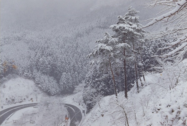峠の木々が雪に覆われ真っ白になっている鼓峠の写真
