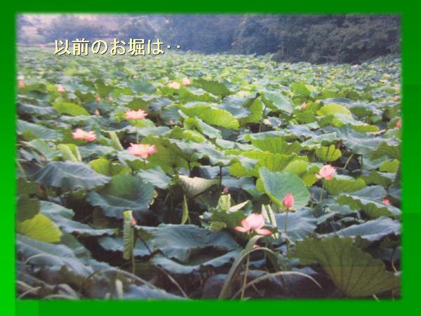 篠山小学校に昔、ハスの花がいっぱい咲いていた時の写真