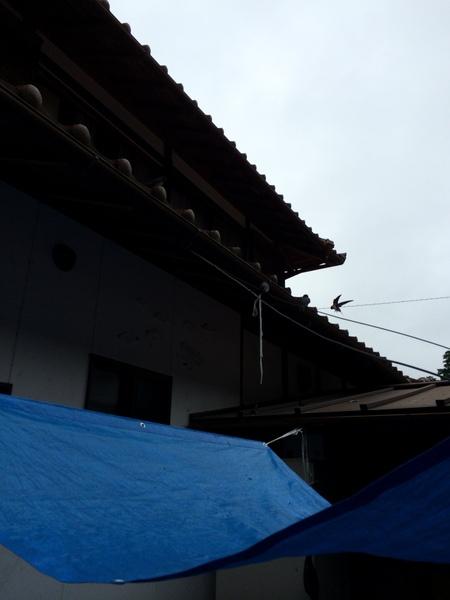 左側には大きな屋根のある家が映っていて、右から燕が巣に帰ろうと飛んでいる写真