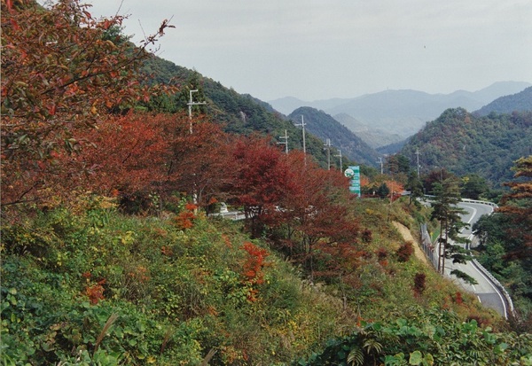 紅葉した木々の山の間をカーブ道が通っているつづみ峠の写真