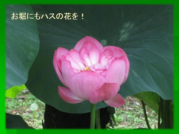 ハスの花のアップ写真