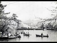 白黒の昔の写真で、満開の桜の下、手漕ぎボートに乗った人達が花見を楽しんでいる様子の写真