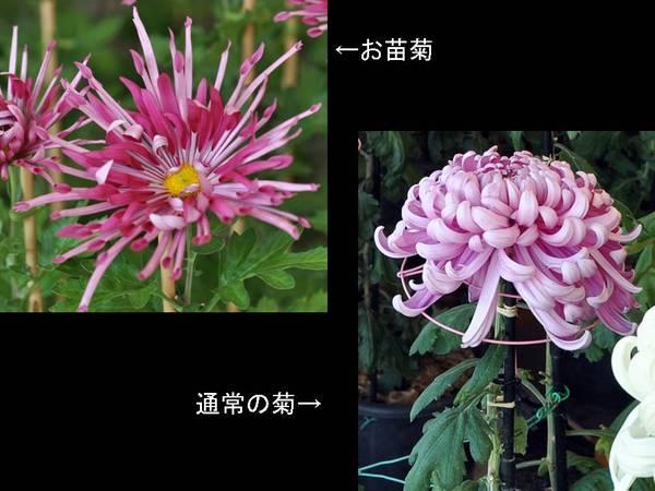 左にお苗菊、右に普通の聞くの写真