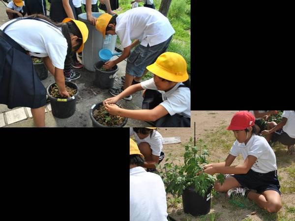 城北小学校の生徒が鉢にお苗菊を育てている写真