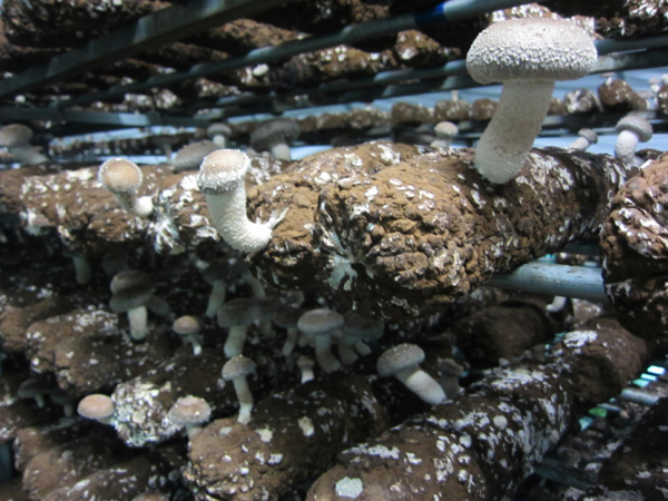 小さな椎茸が上に伸びて生えてきていている菌床が20本ほど映っている写真