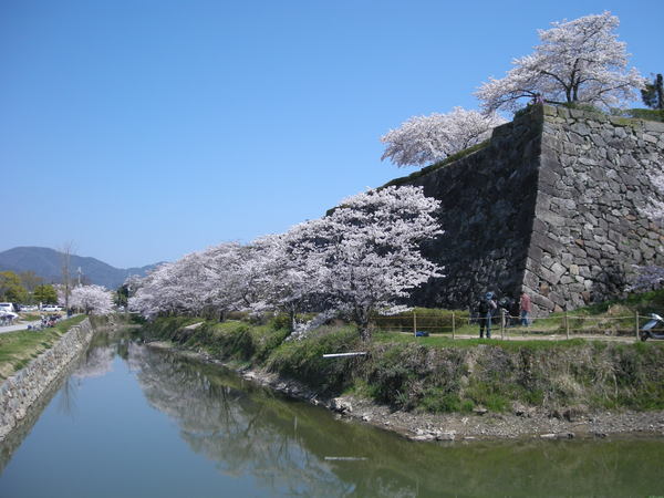 青空が広がる篠山城跡の堀の横に満開に咲いている桜の木を写した写真