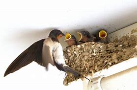 親ツバメがひなに餌をあげている。ひなは口を大きく開けて待っている。