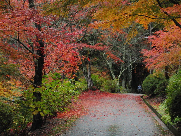 紅葉した木々の下を歩いてる方の写真