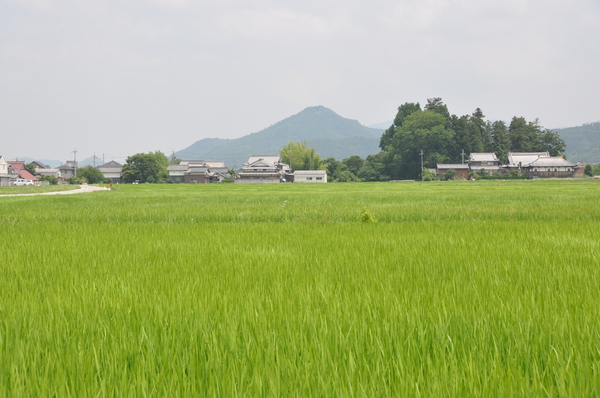 緑の稲が一面に広がり、奥に家や山が見える写真