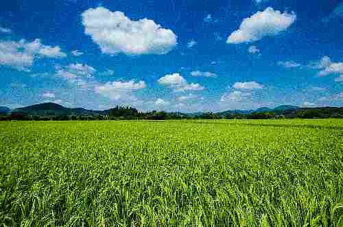 真っ青な青空の中に白い雲が浮いており、緑色の稲穂が一面に広がっている様子の写真