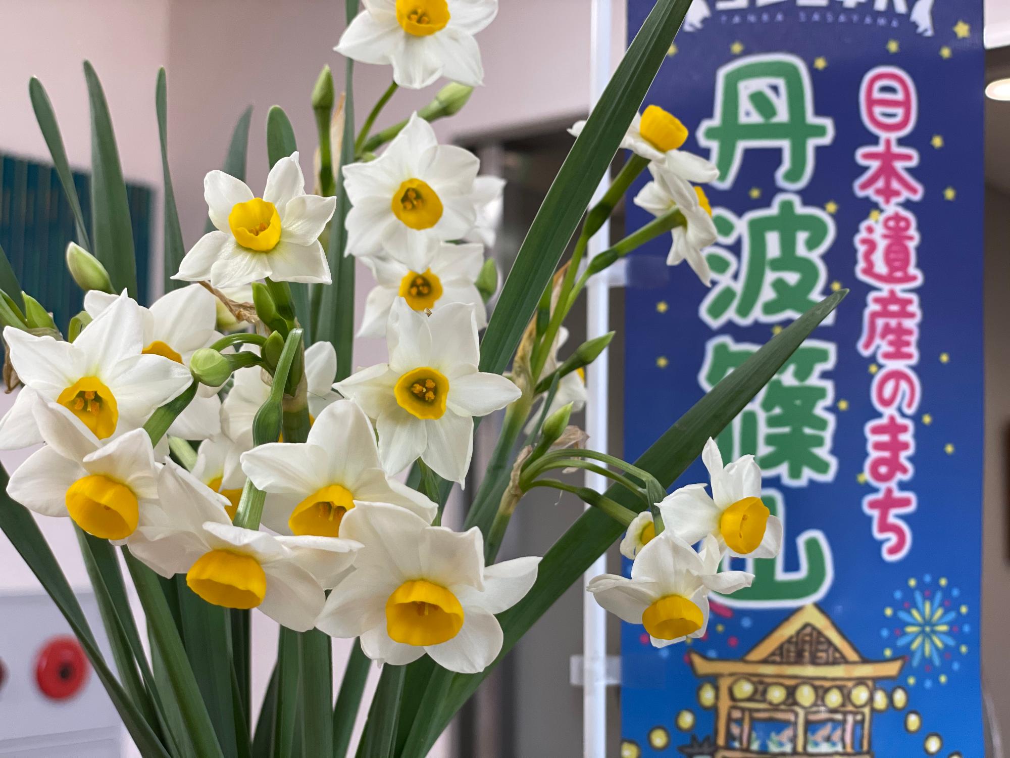 花弁が開き、綺麗に咲いている越前水仙