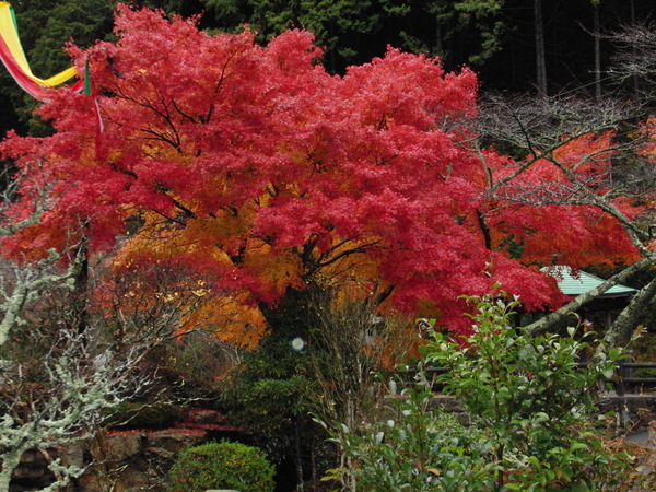 高蔵寺にある、ぎっしり詰まった赤とオレンジに紅葉したもみじの写真